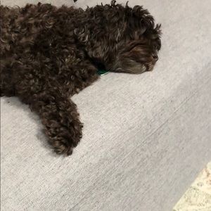 Meet your Posher, Will